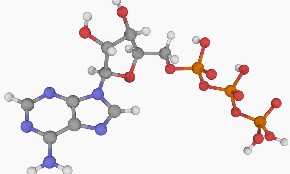 Monomer Nedir